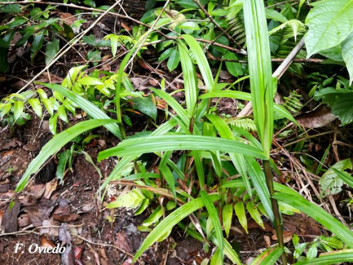 Scleria latifolia (Navajuela)