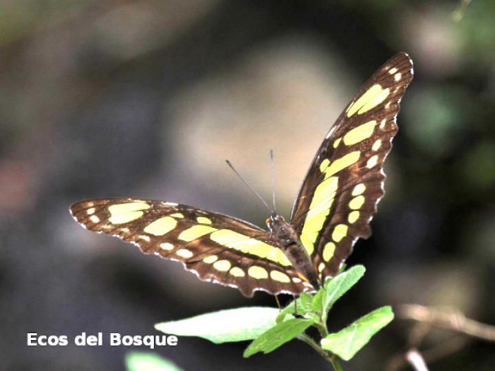 Siproeta stelenes biplagiata