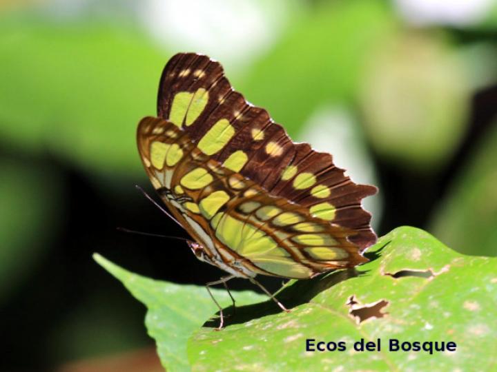 Siproeta stelenes biplagiata