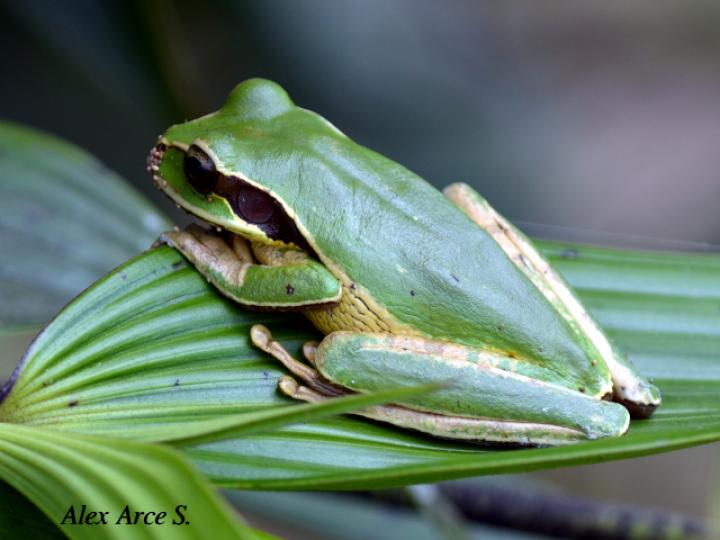 Smilisca phaeota (Rana arborícola enmascarada)