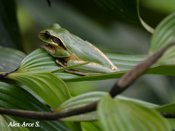 Smilisca phaeota (Rana arborícola enmascarada)