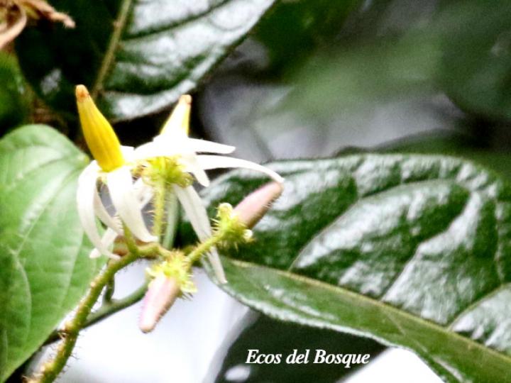 Solanum aturense