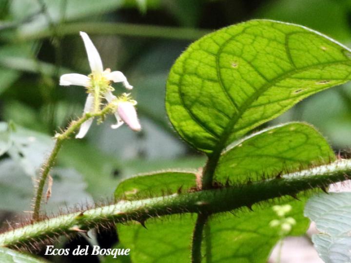 Solanum aturense