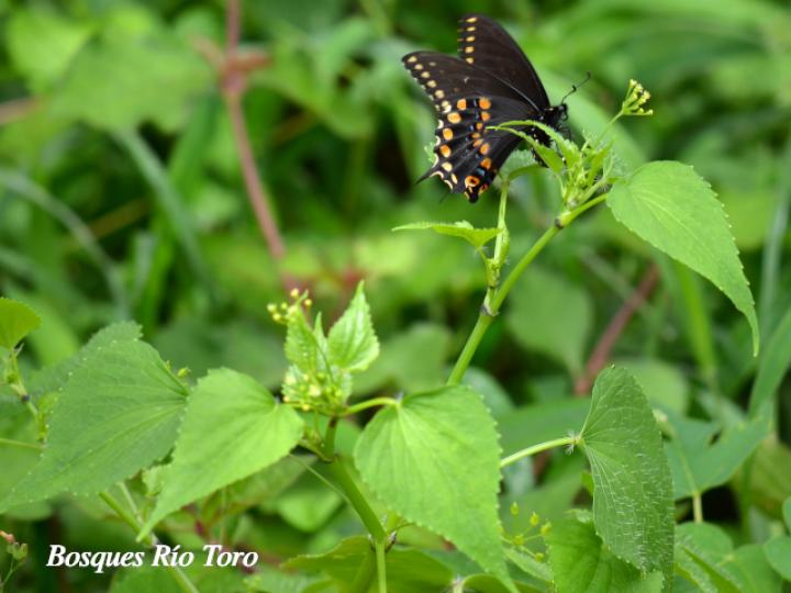 Spananthe paniculata