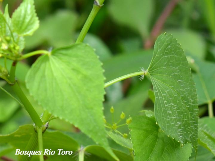 Spananthe paniculata
