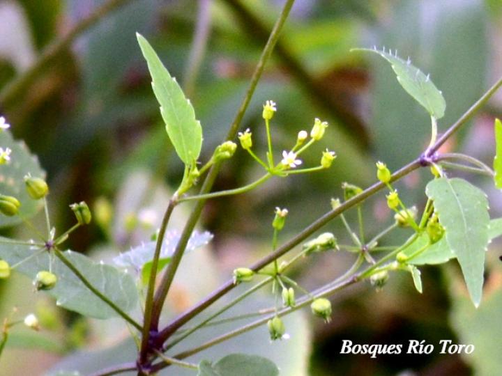 Spananthe paniculata