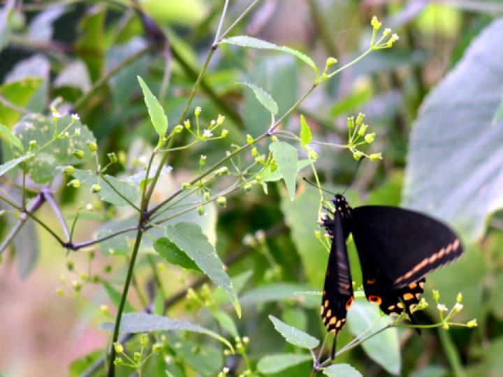 Spananthe paniculata