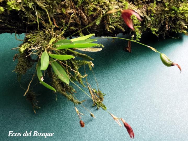 Specklinia simmleriana