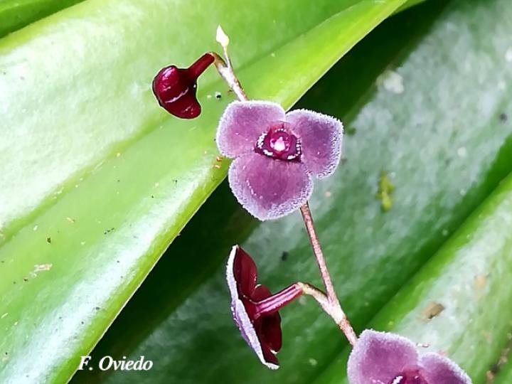 Stelis hammelii