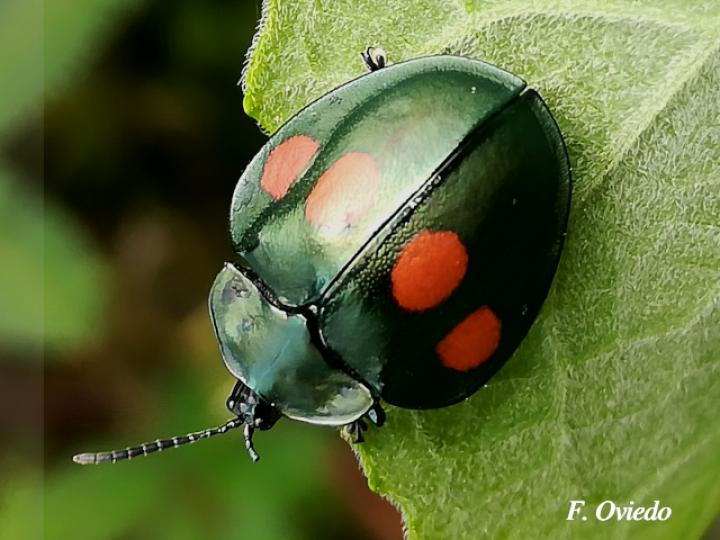Stolas lebasii (Escarabajo tortuga)