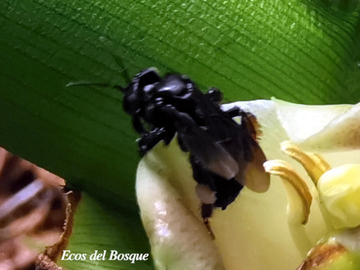 Trigona silvestriana