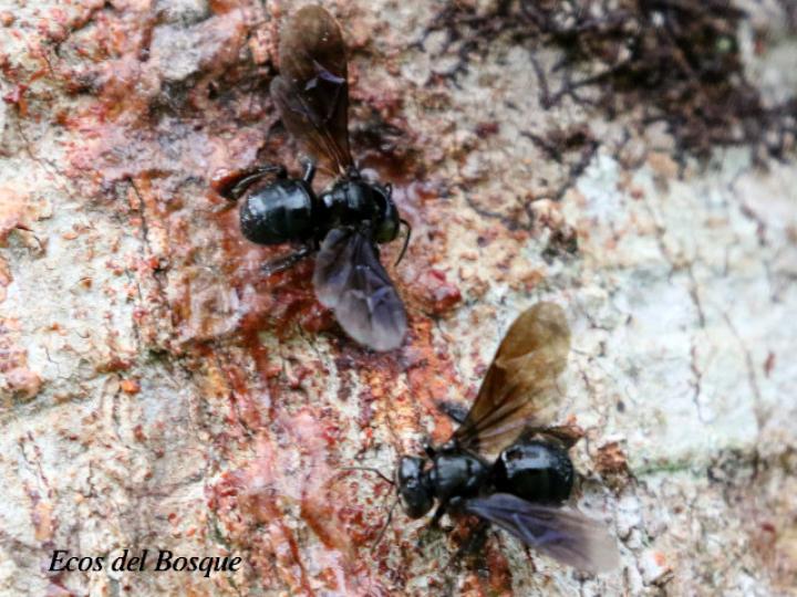 Trigona silvestriana