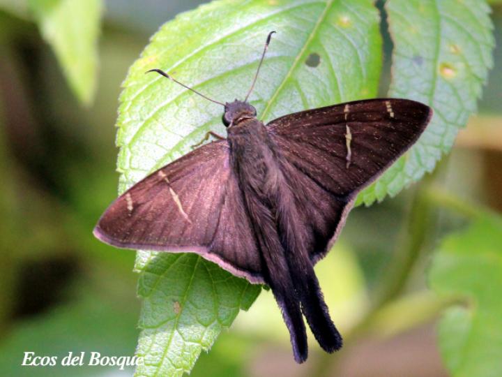 Spicauda teleus (Teleus coluda)