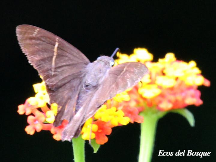 Spicauda teleus (Teleus coluda)