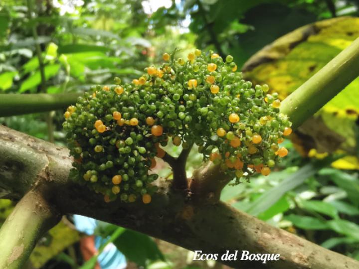 Urera caracasana (Crespón, ortiga)
