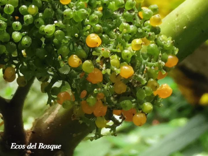 Urera caracasana (Crespón, ortiga)