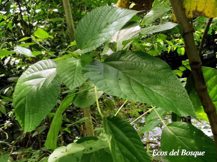 Urera caracasana (Crespón, ortiga)