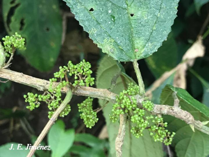 Urera simplex