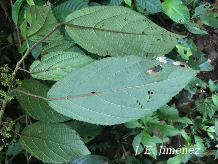 Urera simplex