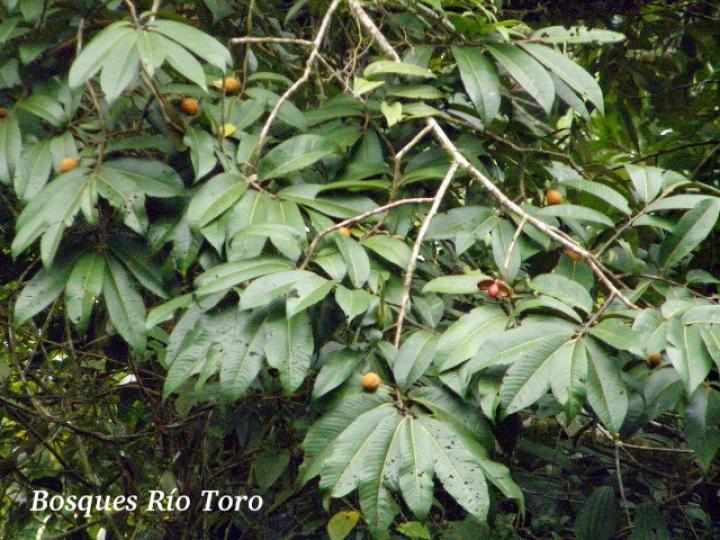 Virola koschnyi (Fruta dorada)