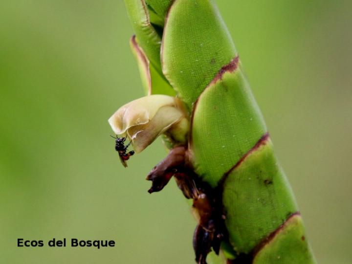 Werauhia gladioliflora