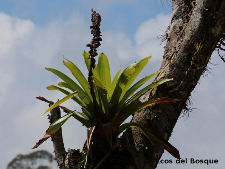Werauhia gladioliflora