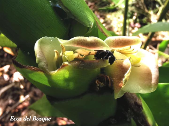 Werauhia gladioliflora