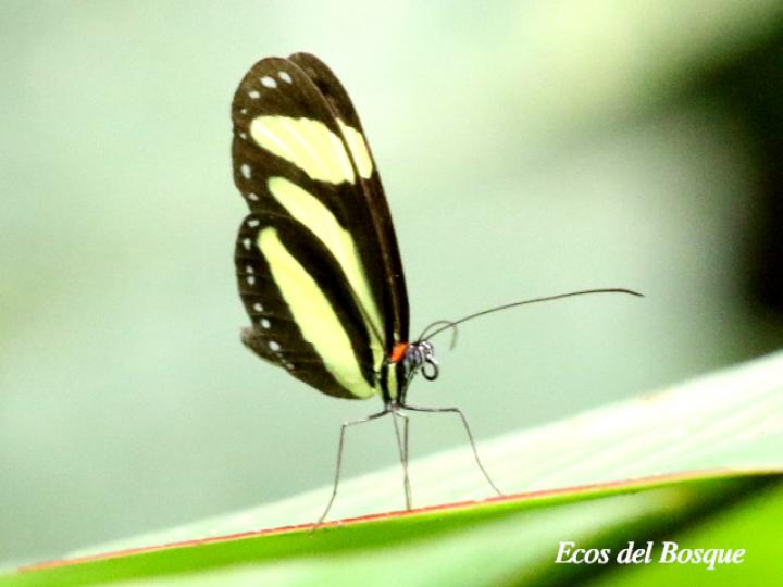 Aeria eurimedia agna