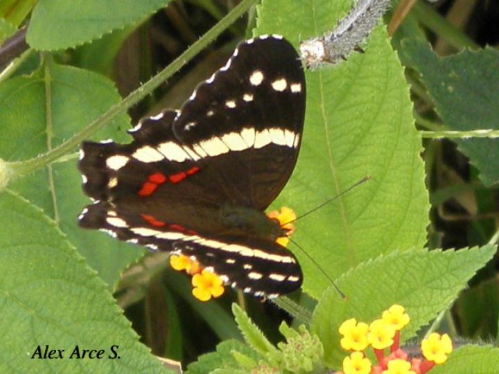Anartia fatima fatima