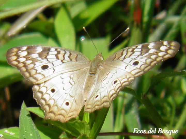 Anartia jatrophae luteipicta