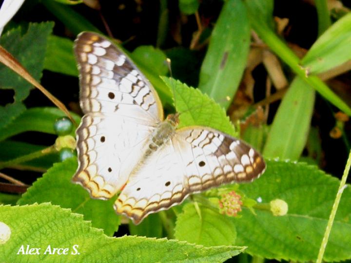Anartia jatrophae luteipicta