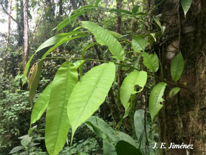 Annona mucosa (Anonillo, Biribá)
