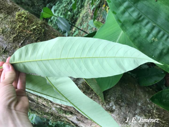 Annona mucosa (Anonillo, Biribá)