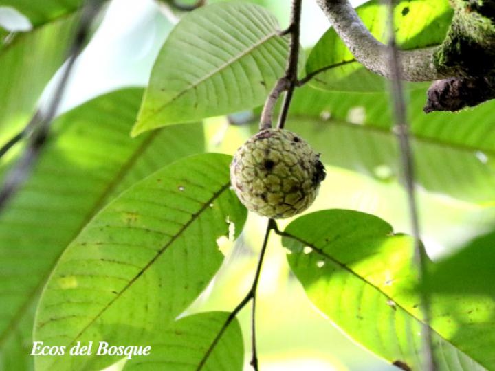 Annona mucosa (Anonillo, Biribá)