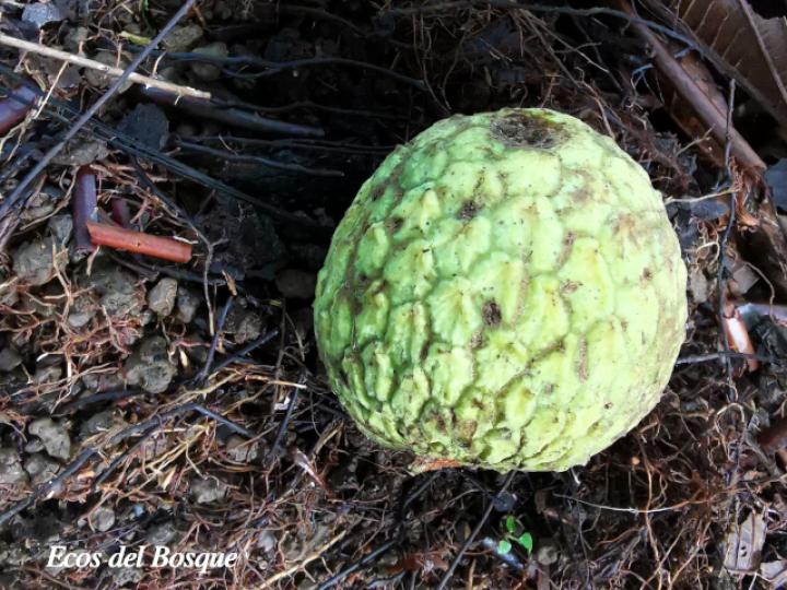 Annona mucosa (Anonillo, Biribá)