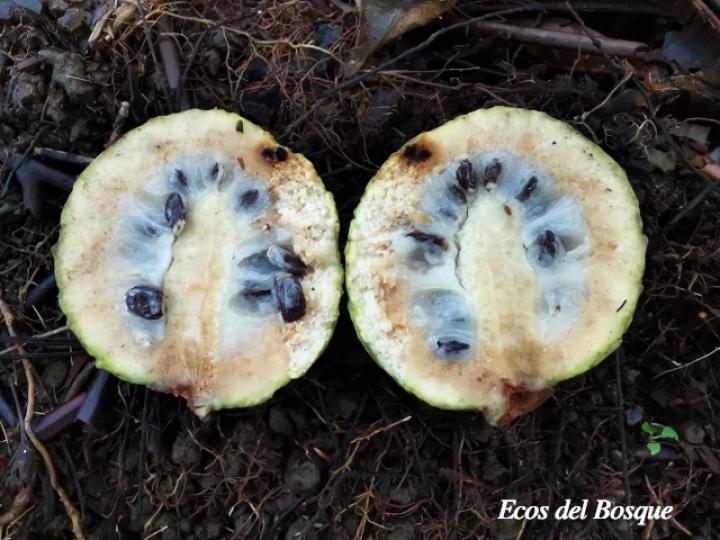Annona mucosa (Anonillo, Biribá)