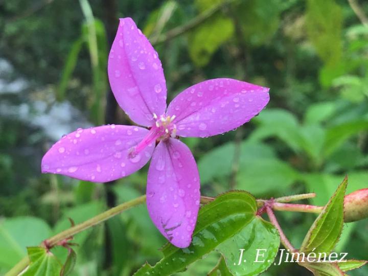 Arthrostemma cilliatum (Caña agria, nometoques)