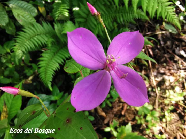 Arthrostemma cilliatum (Caña agria, nometoques)