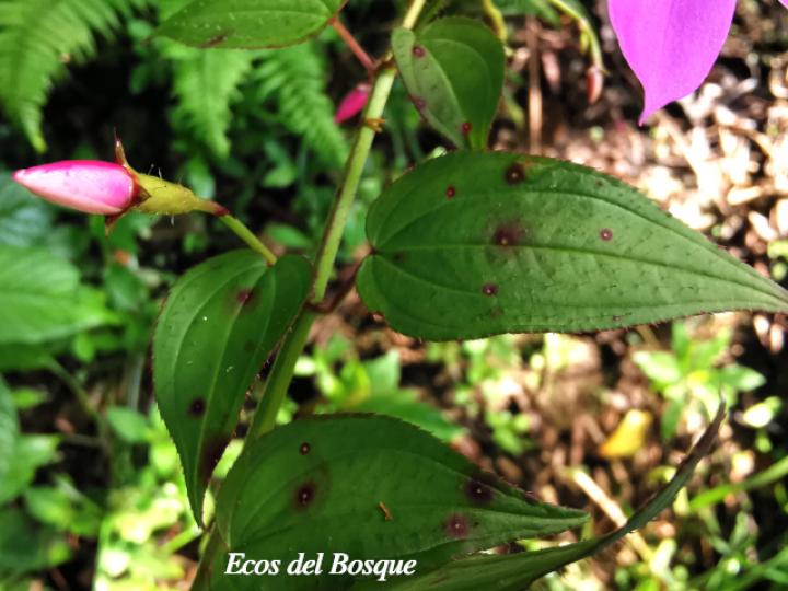 Arthrostemma cilliatum (Nometoques, caña agria)