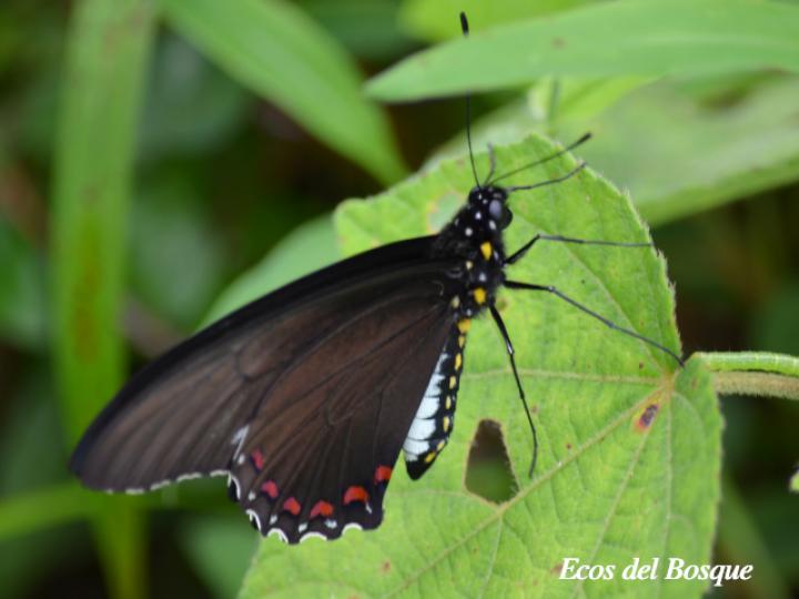  Craso cola de golondrina