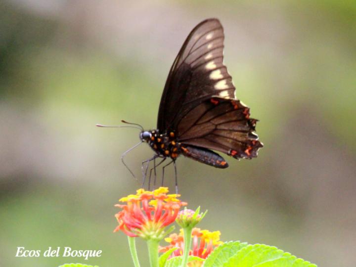 Battus polydamas (Cola de golondrina de borde dorado)