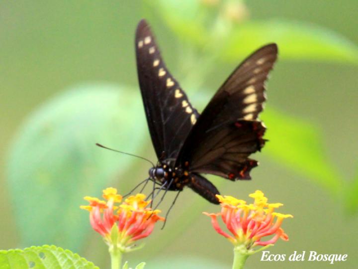 Battus polydamas (Cola de golondrina de borde dorado)