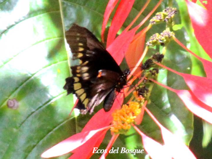 Battus polydamas (Cola de golondrina de borde dorado)