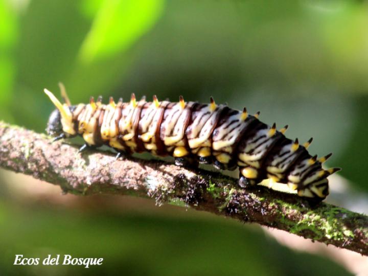 Larva Battus polydamas polydamas