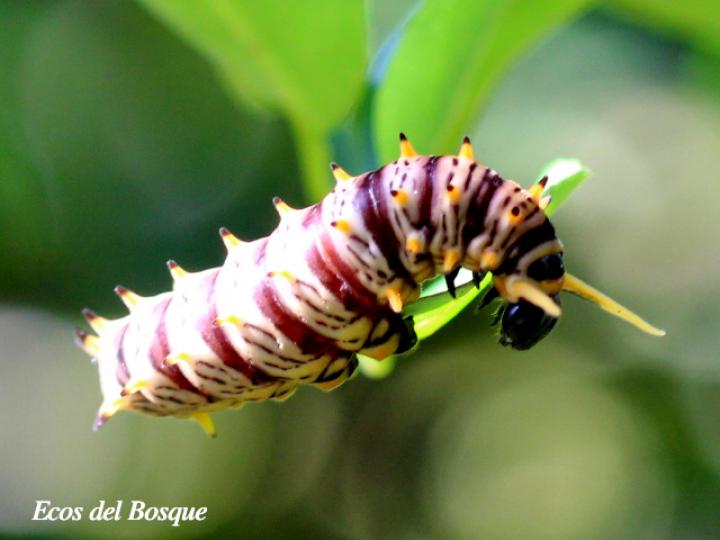 Larva Battus polydamas polydamas