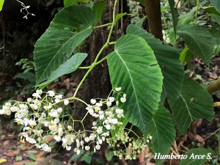 Begonia convallariodora