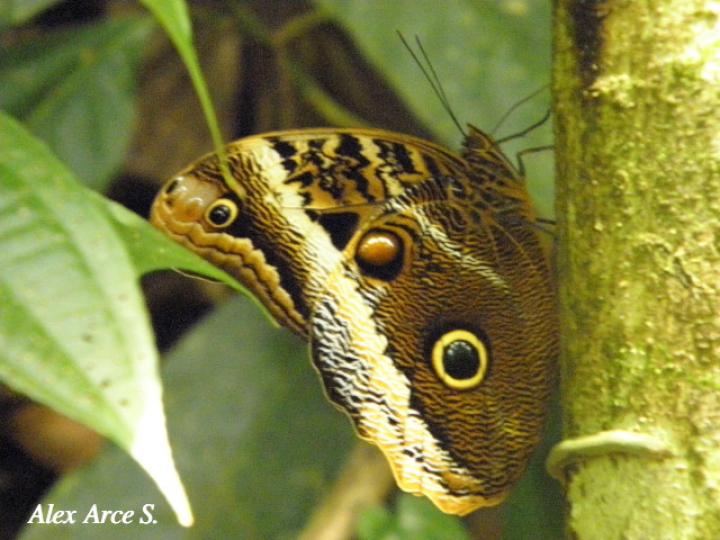 Caligo atreus dionysos (Búo gigante)