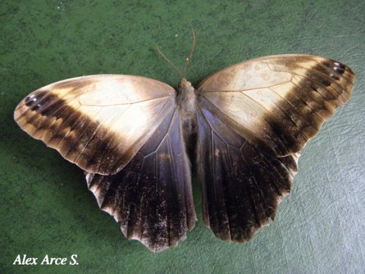 Caligo telamonius menus (Búo pálida)