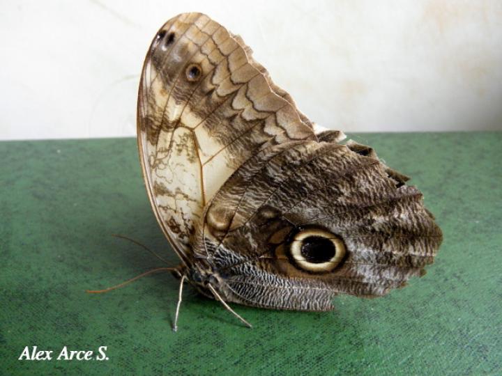 Caligo telamonius menus (Búo pálida)