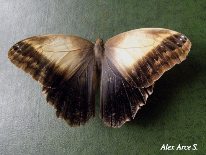 Caligo telamonius menus (Búo pálida)